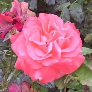 Meet your Posher, Su